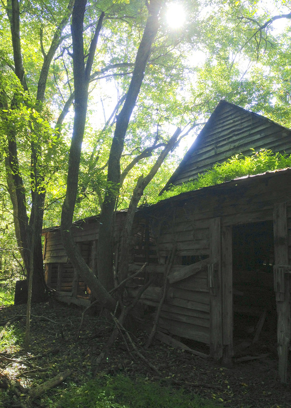 Old barn in the woods. Wetrock Farm, Durham, NC. Photography by Calm Cradle Photo & Design