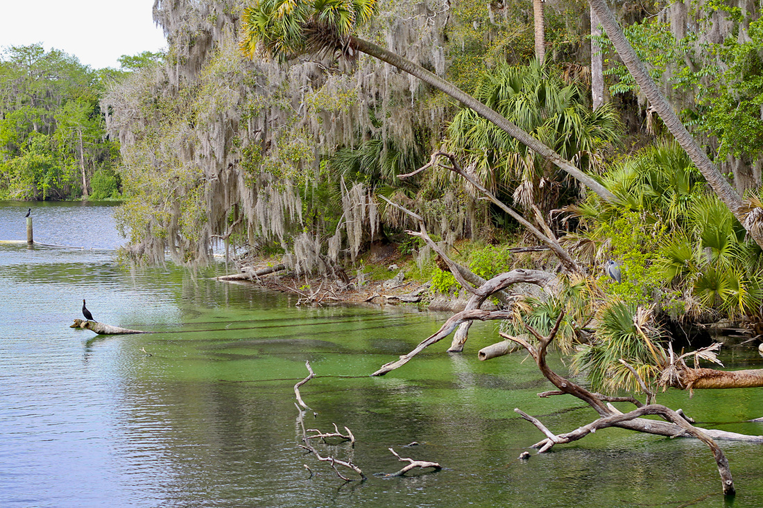 Manatees, heron and alligators at Blue Spring State Park. Orange City, Florida. Calm Cradle Photo & Design