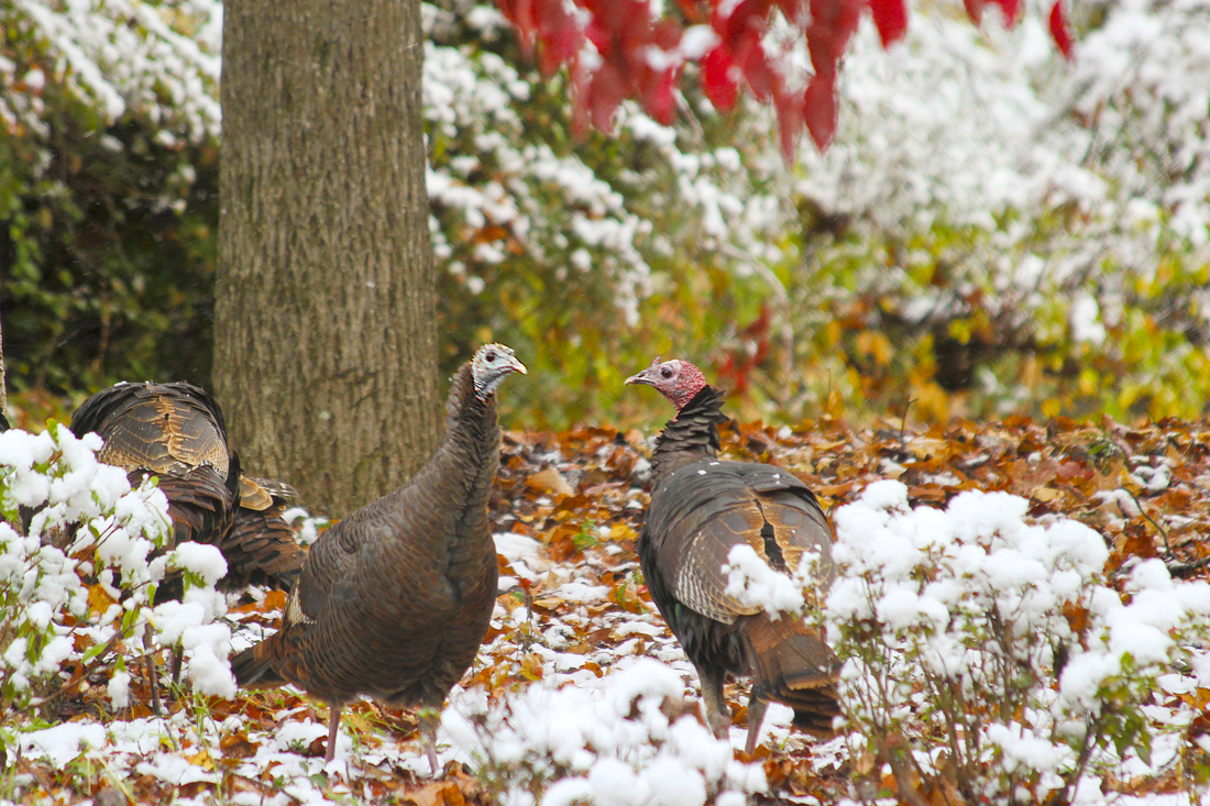 Wild turkeys. Asheville, NC. By Calm Cradle Photo & Design