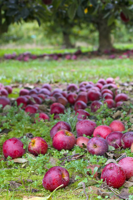 Let's pick apples. Red ones! Hendersonville, NC. By Calm Cradle Photo & Design