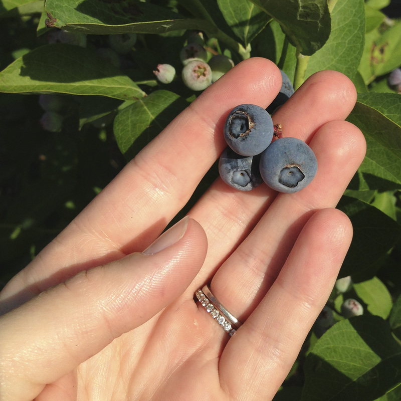 Blueberry picking at Herndon Hills Farm, Durham, NC. Photography by Calm Cradle Photo & Design
