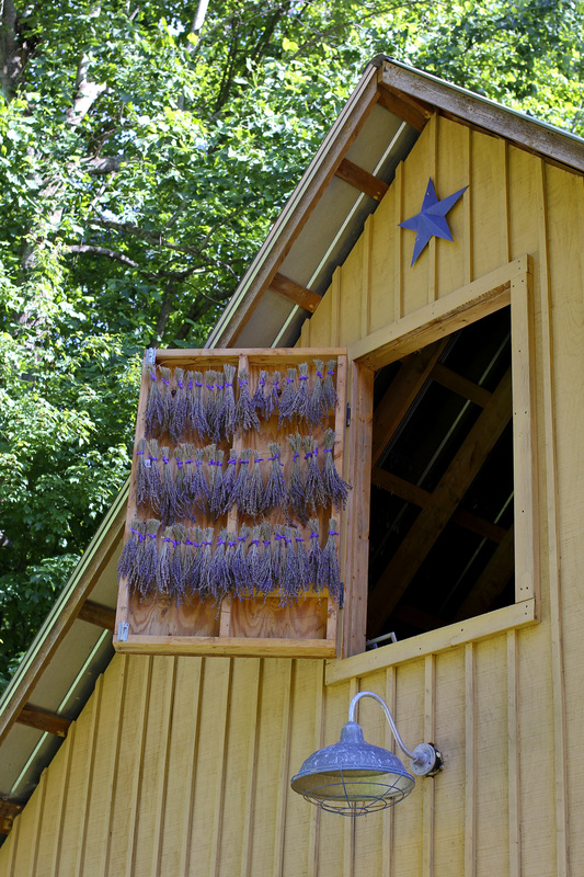 Lavender drying in the barn loft. Calm Cradle Photo & Design