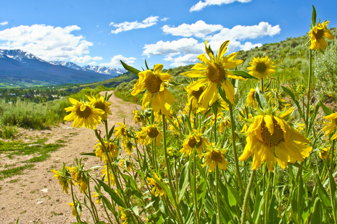 Vibrant trails. Oro Grande Trail. Summit County, Colorado. By Calm Cradle Photo & Design