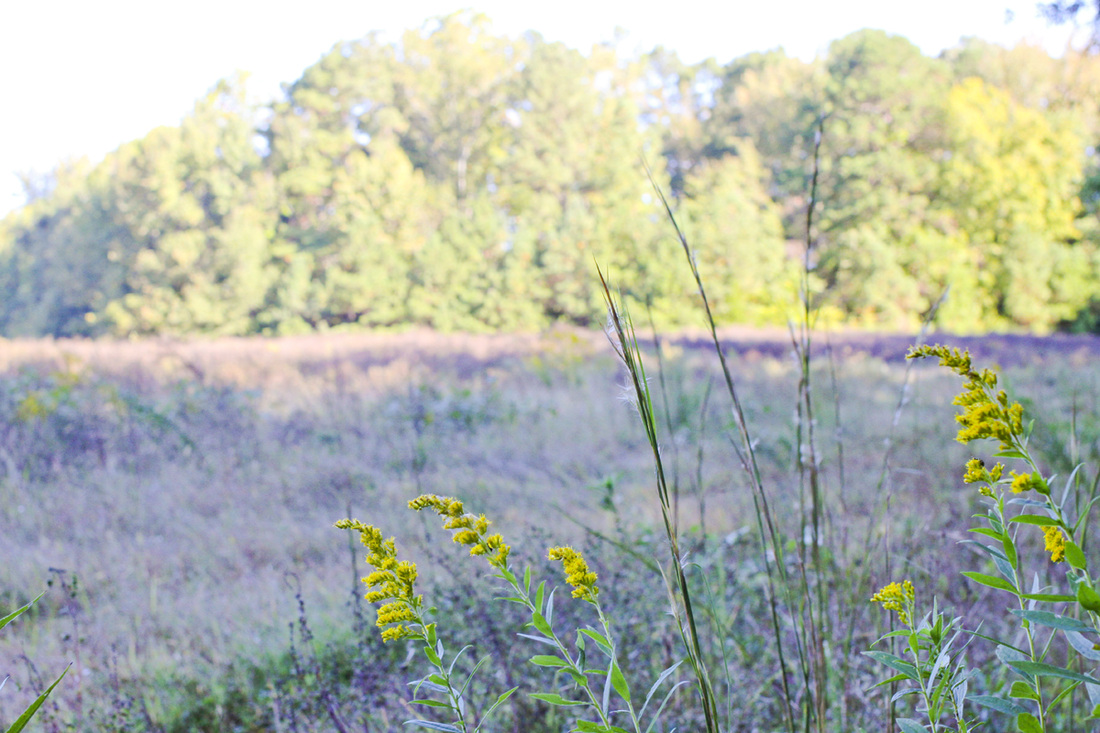 Morning in the field. Wetrock Farm, Durham, NC. Photography by Calm Cradle Photo & Design