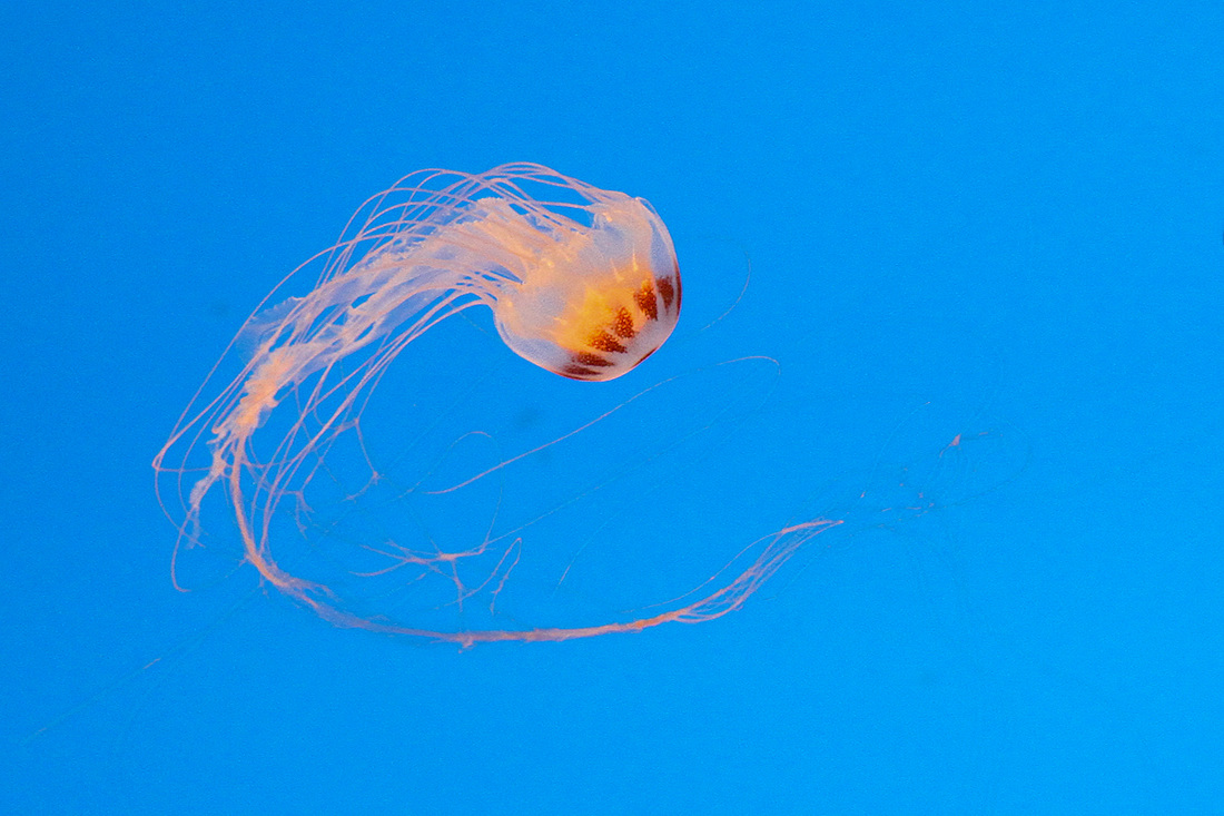 Jellyfish. SeaWorld, Orlando, Florida. Calm Cradle Photo & Design