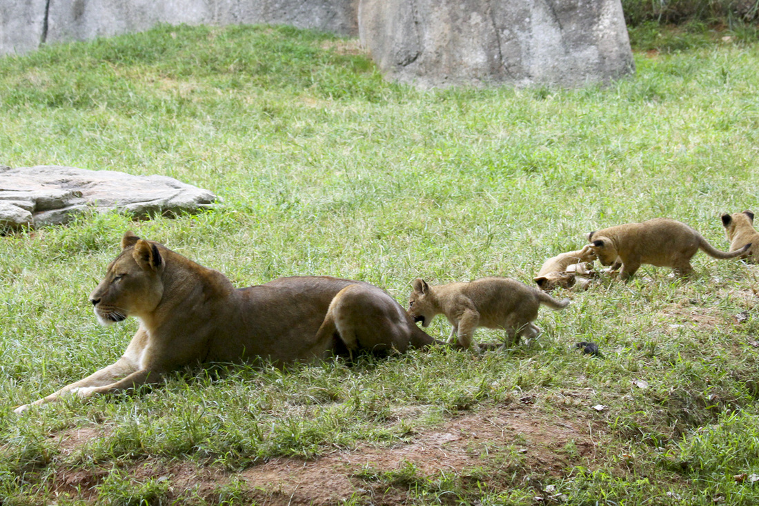 Lion cubs at the North Carolina Zoo. Photography by Calm Cradle Photo & Design