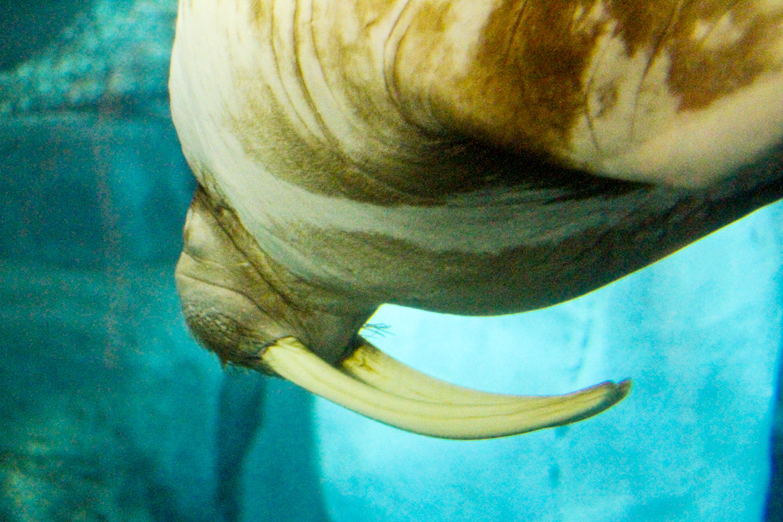 Walrus. SeaWorld, Orlando, Florida. Calm Cradle Photo & Design