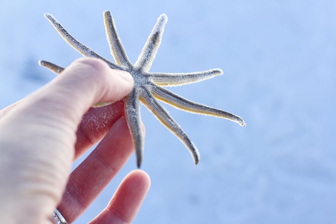 Starfish. Sea star. Florida. By Calm Cradle Photo & Design