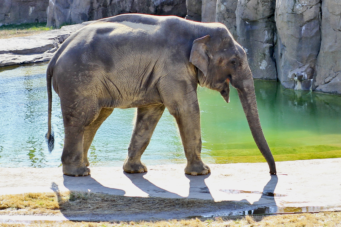 Asian Elephant. Smithsonian National Zoo. Washington, DC. Calm Cradle Photo & Design