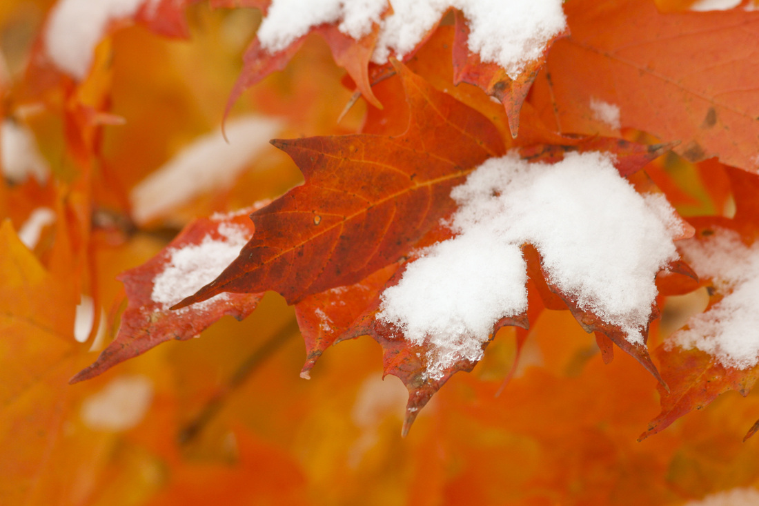 Fall meets winter in Asheville, NC. Snow on peaking leaves. By Calm Cradle Photo & Design