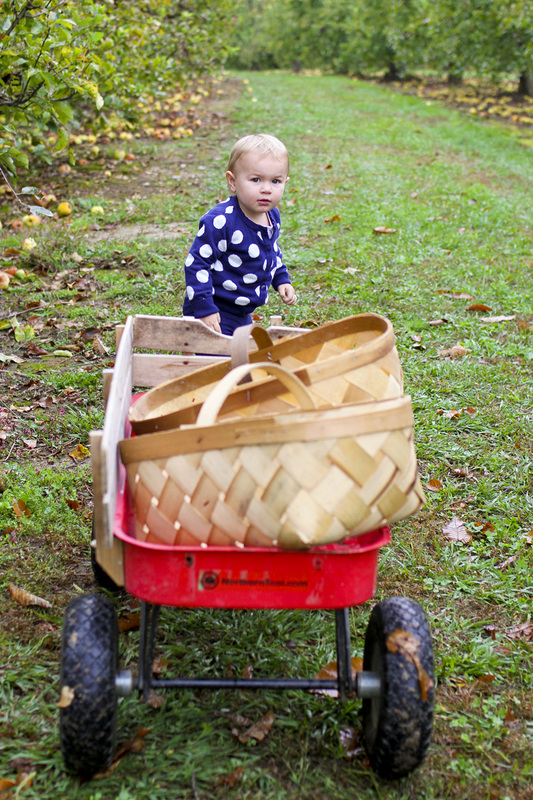 Toddler pulling wagon at apple orchard. Hendersonville, NC (Stepp's Hillside Orchard. By Calm Cradle Photo & Design