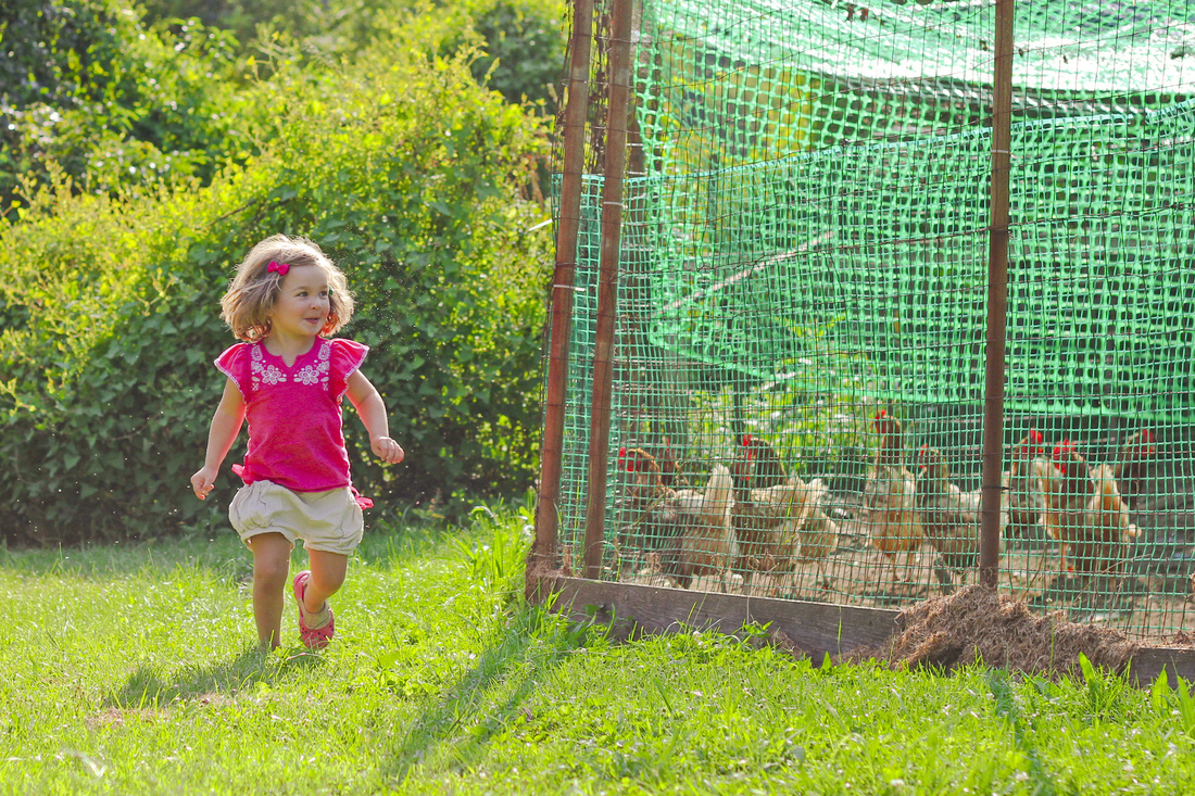 Toddler racing around the chicken coop. By Calm Cradle Photo & Design