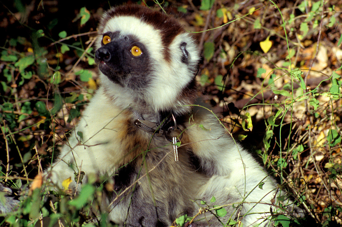 Lemur Sifaka. Beza Mahafaly Special Reserve, Madagascar. Calm Cradle Photo & Design
