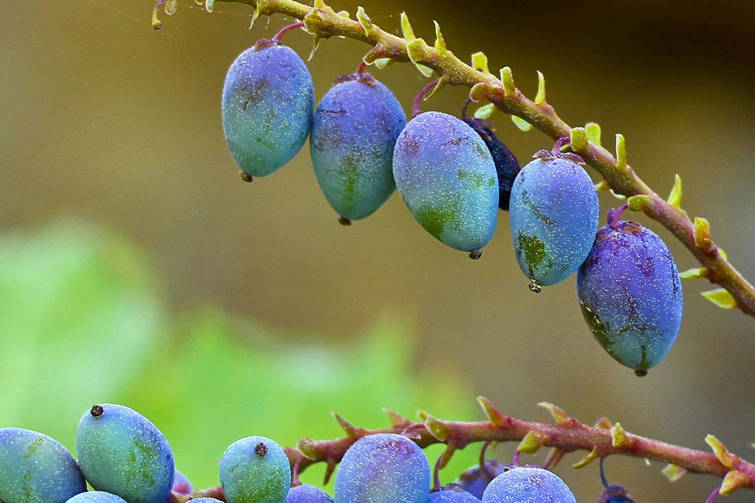 Early spring berries. (Blue, green and purple.) By Calm Cradle Photo & Design