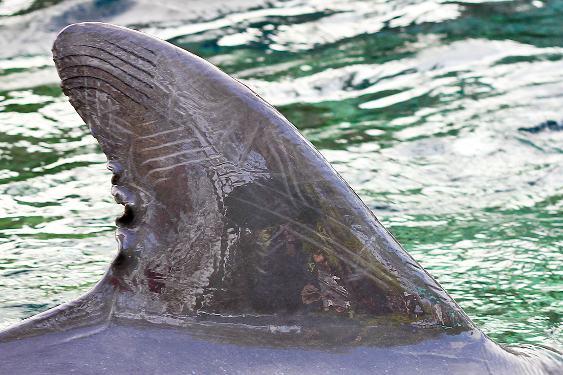 Dolphin dorsal fin. SeaWorld, Orlando, Florida. Calm Cradle Photo & Design