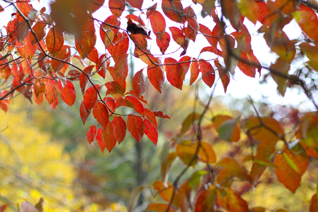 Orange and red leaves. Calm Cradle Photo & Design