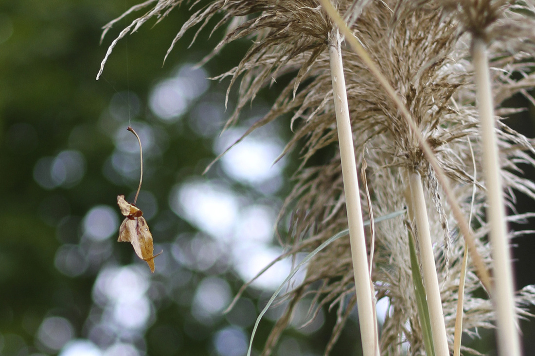 Leaf suspended from pampas grass. Calm Cradle Photo & Design