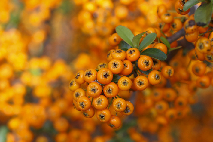 Fall berries in orange. JC Raulston Arboretum. Raleigh, NC. By Calm Cradle Photo & Design