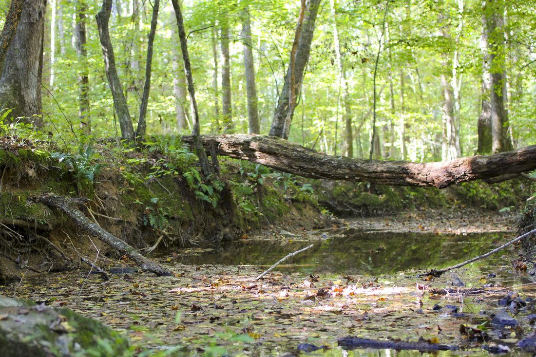 Creek through the woods. Wetrock Farm, Durham, NC. Photography by Calm Cradle Photo & Design