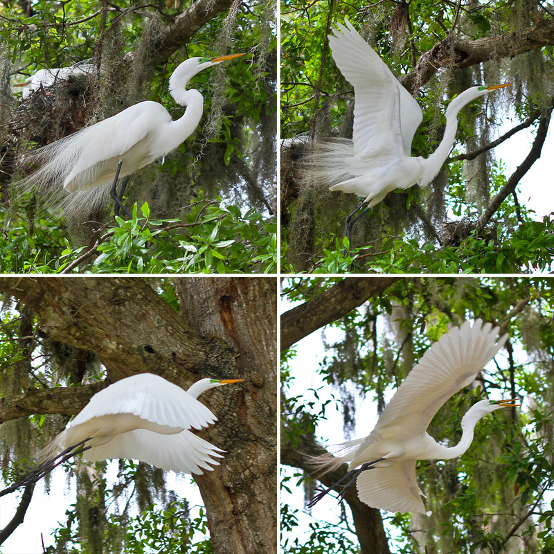Nesting egret taking flight. Kraft Azalea Garden. Winter Park, Florida. Calm Cradle Photo & Design