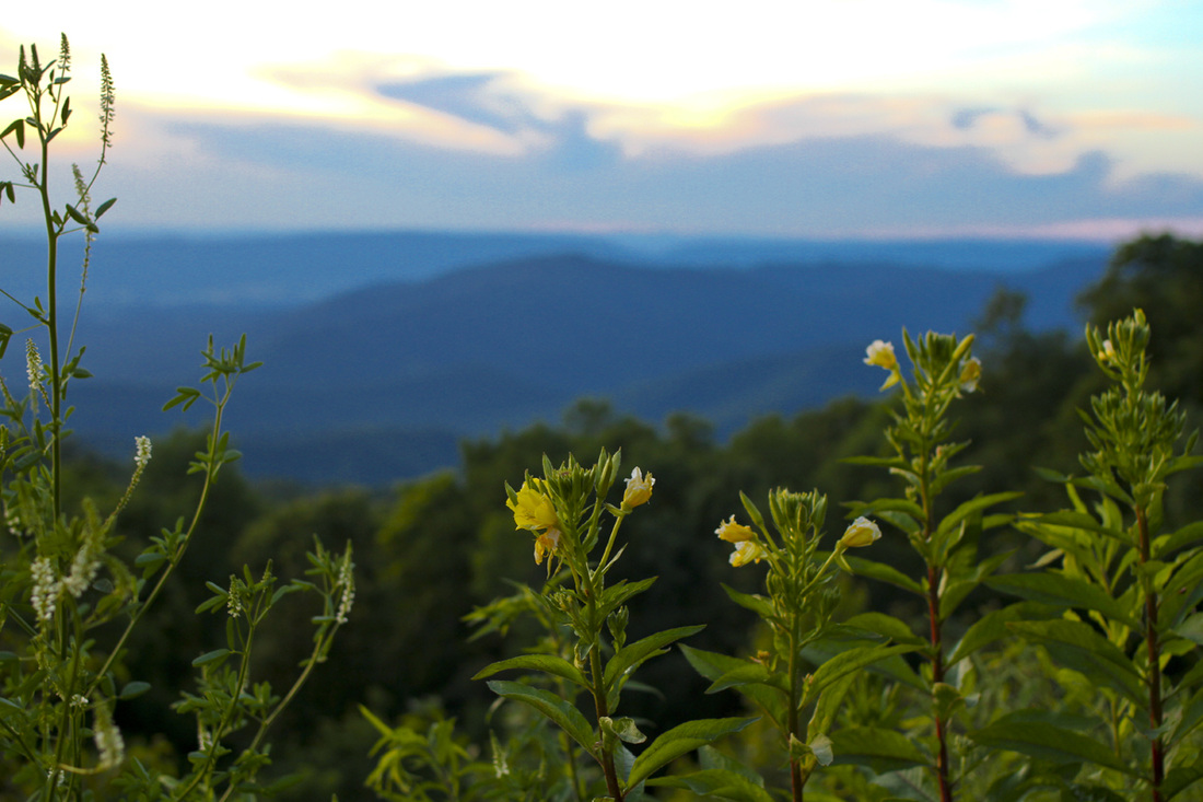 Sunset over the Shenandoah Valley from Shenandoah National Park. Yellow flowers. Blue Ridge Mountains, Virginia. By Calm Cradle Photo & Design