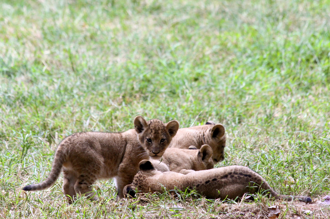 Four lion cubs. North Carolina Zoo. Asheboro, NC. By Calm Cradle Photo & Design