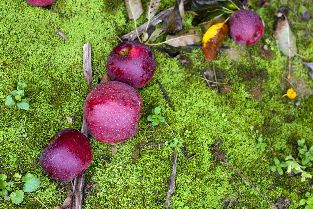 Red apples against green moss. Hendersonville, NC (Stepp's Hillside Orchard) By Calm Cradle Photo & Design