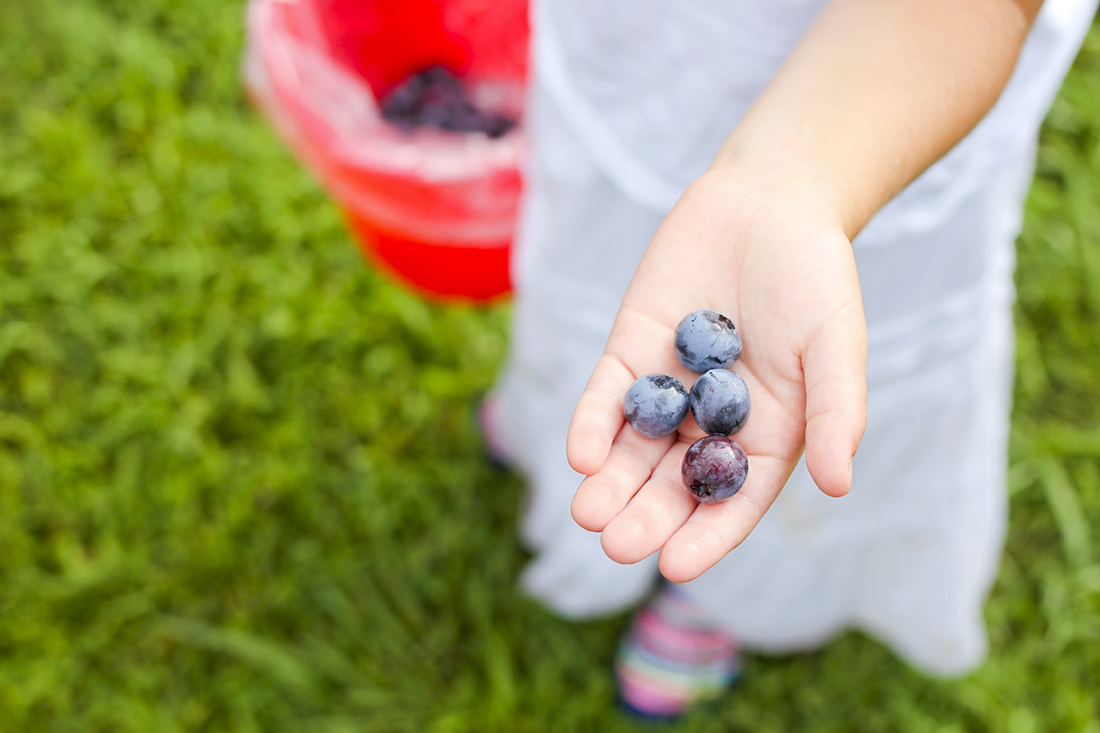 Pittsboro-Chapel Hill outdoors: Blueberry picking at Herndon Hills Farm (Durham, NC). By Calm Cradle Photo & Design (Chapel Hill, NC). Blueberries